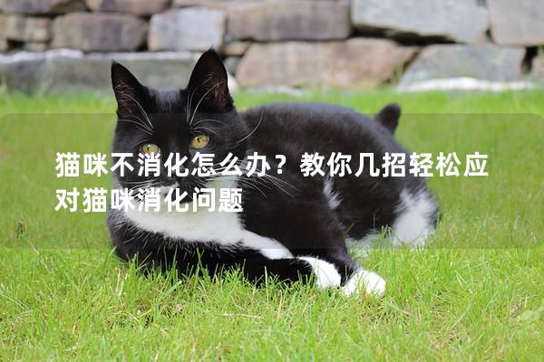 猫咪不消化怎么办？教你几招轻松应对猫咪消化问题