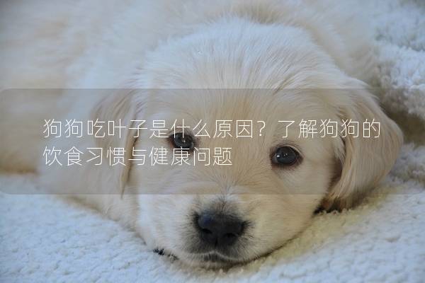 狗狗吃叶子是什么原因？了解狗狗的饮食习惯与健康问题