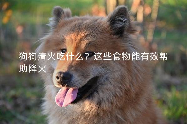 狗狗清火吃什么？这些食物能有效帮助降火
