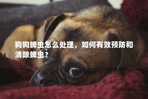 狗狗蜱虫怎么处理，如何有效预防和清除蜱虫？