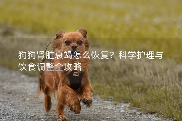 狗狗肾脏衰竭怎么恢复？科学护理与饮食调整全攻略