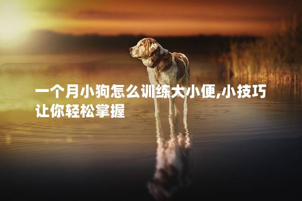 一个月小狗怎么训练大小便,小技巧让你轻松掌握