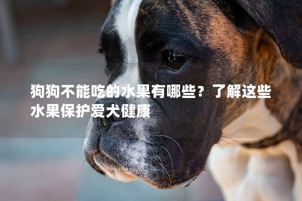 狗狗不能吃的水果有哪些？了解这些水果保护爱犬健康