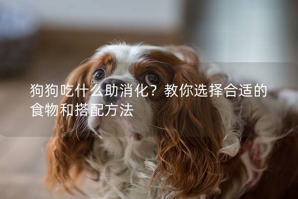 狗狗吃什么助消化？教你选择合适的食物和搭配方法