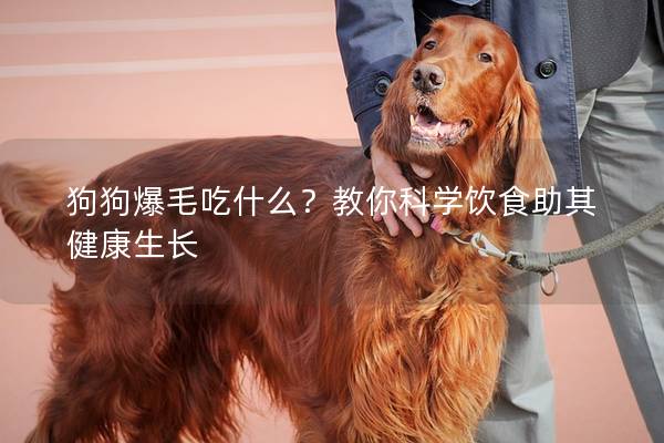 狗狗爆毛吃什么？教你科学饮食助其健康生长