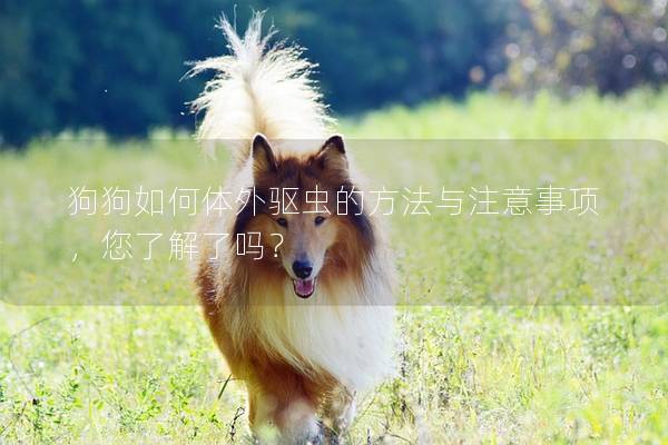 狗狗如何体外驱虫的方法与注意事项，您了解了吗？