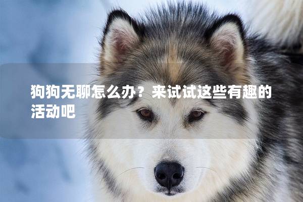 狗狗无聊怎么办？来试试这些有趣的活动吧