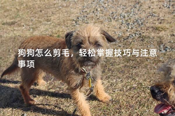 狗狗怎么剪毛，轻松掌握技巧与注意事项