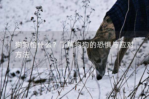 狗狗怕什么？了解狗狗的恐惧与应对方法