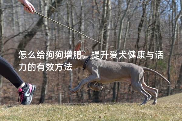 怎么给狗狗增肥，提升爱犬健康与活力的有效方法