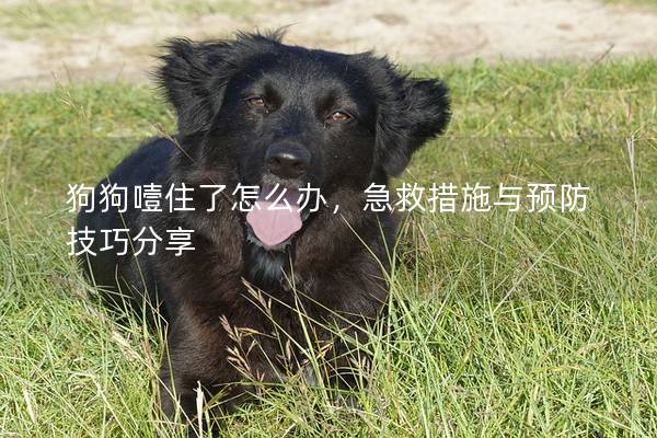 狗狗噎住了怎么办，急救措施与预防技巧分享