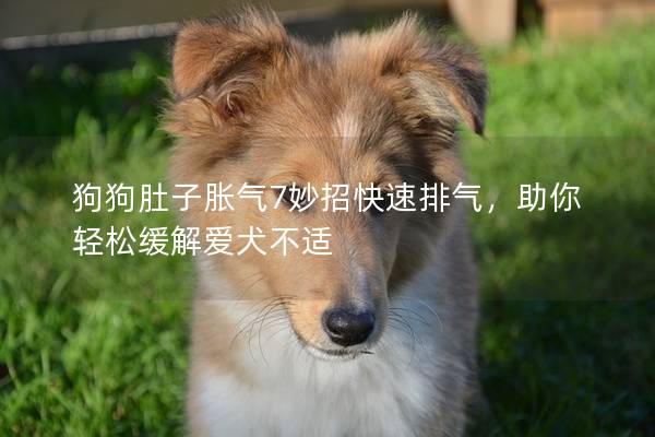 狗狗肚子胀气7妙招快速排气，助你轻松缓解爱犬不适