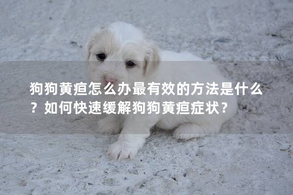 狗狗黄疸怎么办最有效的方法是什么？如何快速缓解狗狗黄疸症状？