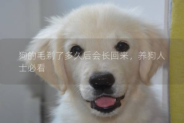 狗的毛剃了多久后会长回来，养狗人士必看