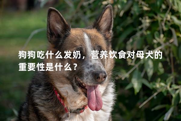 狗狗吃什么发奶，营养饮食对母犬的重要性是什么？