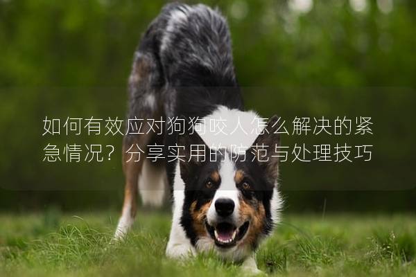 如何有效应对狗狗咬人怎么解决的紧急情况？分享实用的防范与处理技巧