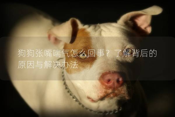 狗狗张嘴喘气怎么回事？了解背后的原因与解决办法
