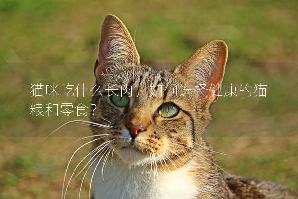猫咪吃什么长肉，如何选择健康的猫粮和零食？
