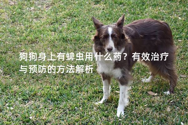 狗狗身上有蜱虫用什么药？有效治疗与预防的方法解析