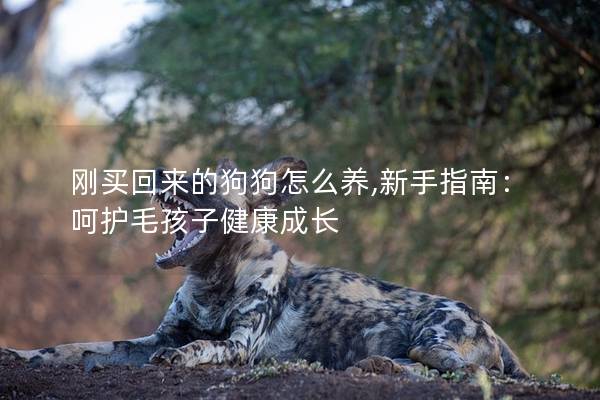 刚买回来的狗狗怎么养,新手指南：呵护毛孩子健康成长