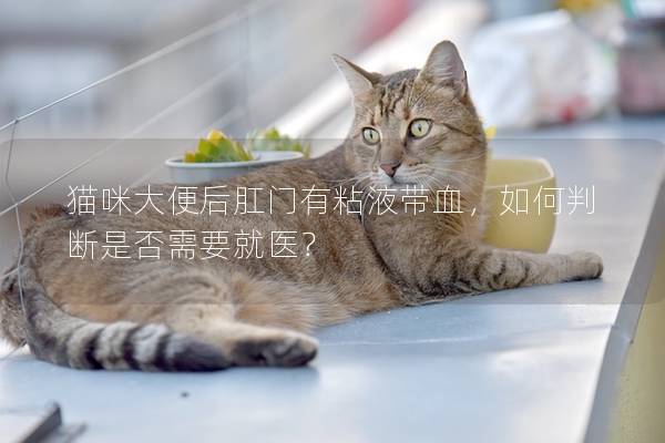 猫咪大便后肛门有粘液带血，如何判断是否需要就医？