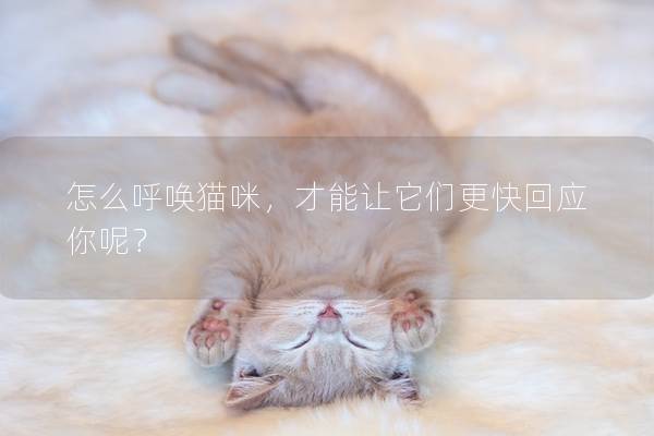怎么呼唤猫咪，才能让它们更快回应你呢？