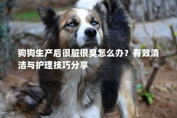 狗狗生产后很脏很臭怎么办？有效清洁与护理技巧分享