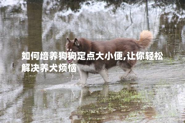 如何培养狗狗定点大小便,让你轻松解决养犬烦恼