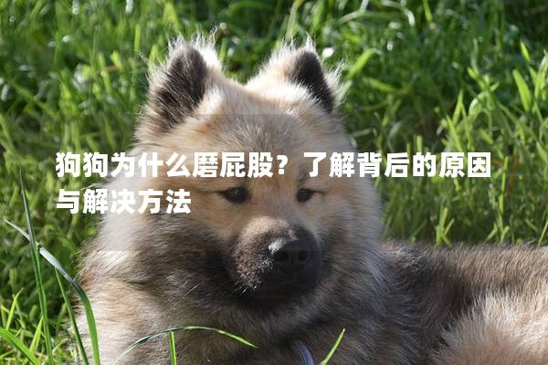 狗狗为什么磨屁股？了解背后的原因与解决方法