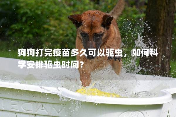 狗狗打完疫苗多久可以驱虫，如何科学安排驱虫时间？