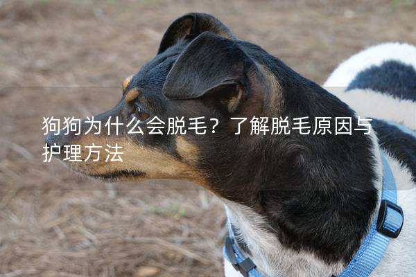 狗狗为什么会脱毛？了解脱毛原因与护理方法