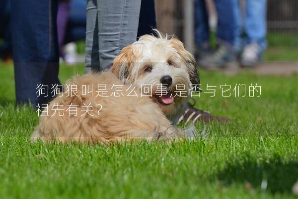 狗狗狼叫是怎么回事,是否与它们的祖先有关？