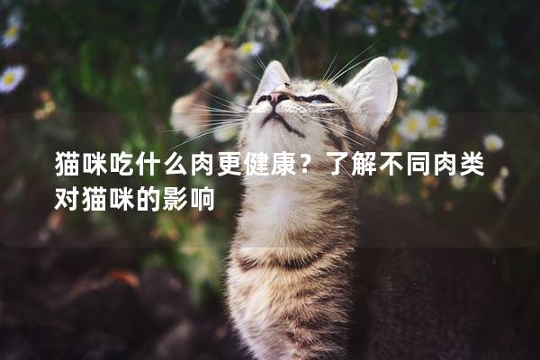 猫咪吃什么肉更健康？了解不同肉类对猫咪的影响