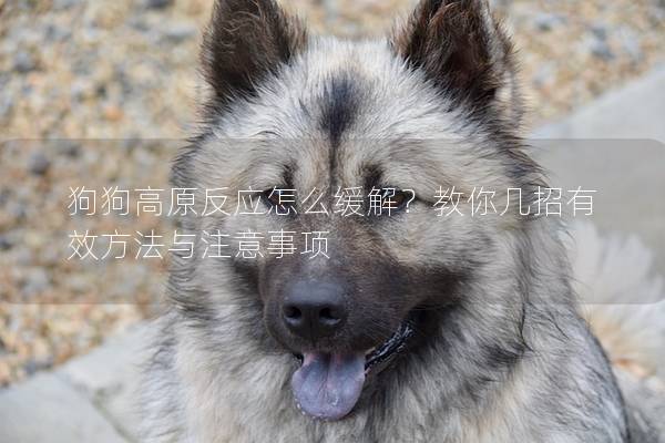 狗狗高原反应怎么缓解？教你几招有效方法与注意事项