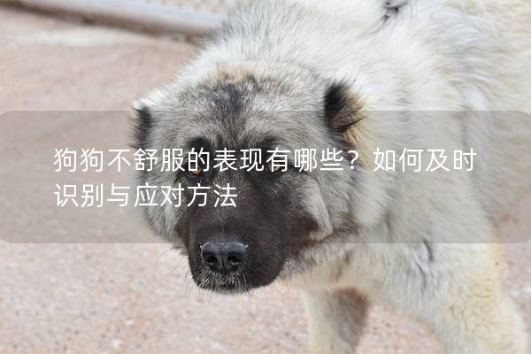 狗狗不舒服的表现有哪些？如何及时识别与应对方法