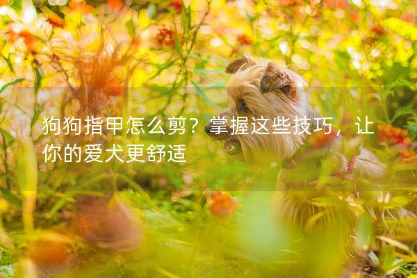 狗狗指甲怎么剪？掌握这些技巧，让你的爱犬更舒适