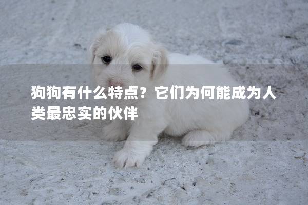 狗狗有什么特点？它们为何能成为人类最忠实的伙伴