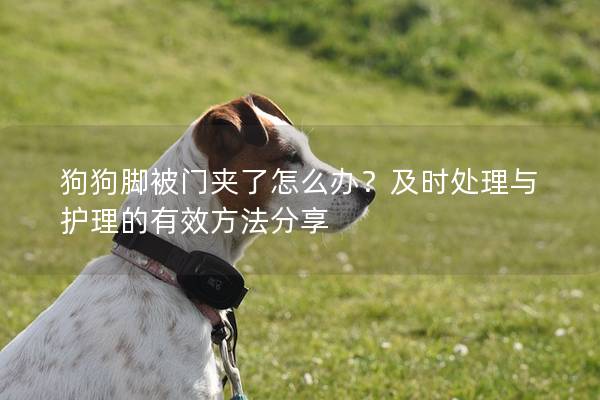 狗狗脚被门夹了怎么办？及时处理与护理的有效方法分享