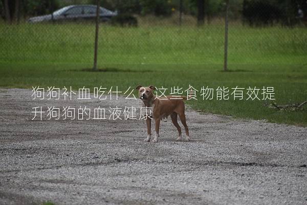 狗狗补血吃什么？这些食物能有效提升狗狗的血液健康