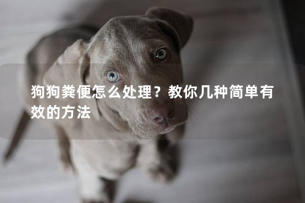 狗狗粪便怎么处理？教你几种简单有效的方法