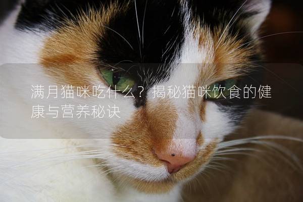 满月猫咪吃什么？揭秘猫咪饮食的健康与营养秘诀