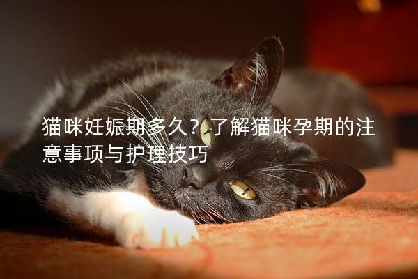 猫咪妊娠期多久？了解猫咪孕期的注意事项与护理技巧