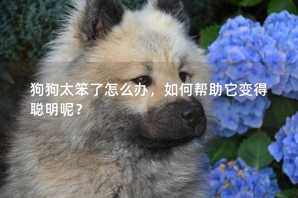狗狗太笨了怎么办，如何帮助它变得聪明呢？