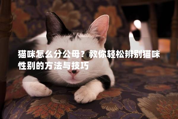 猫咪怎么分公母？教你轻松辨别猫咪性别的方法与技巧