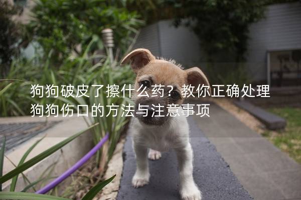 狗狗破皮了擦什么药？教你正确处理狗狗伤口的方法与注意事项
