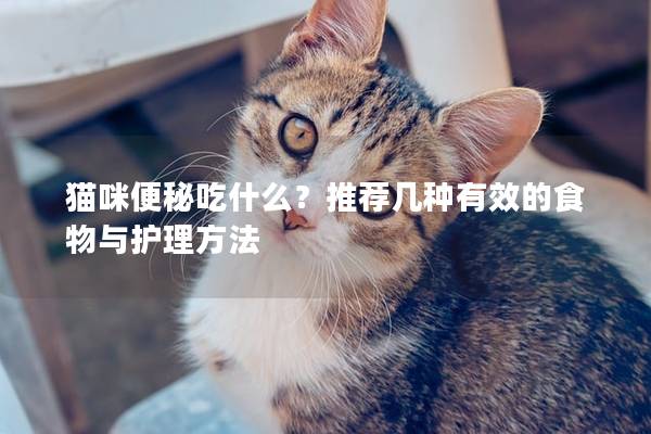 猫咪便秘吃什么？推荐几种有效的食物与护理方法