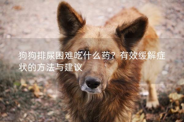 狗狗排尿困难吃什么药？有效缓解症状的方法与建议