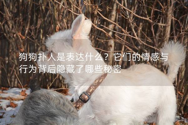 狗狗扑人是表达什么？它们的情感与行为背后隐藏了哪些秘密
