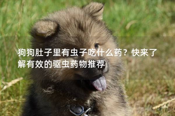 狗狗肚子里有虫子吃什么药？快来了解有效的驱虫药物推荐
