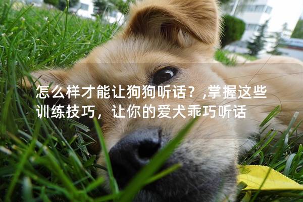 怎么样才能让狗狗听话？,掌握这些训练技巧，让你的爱犬乖巧听话